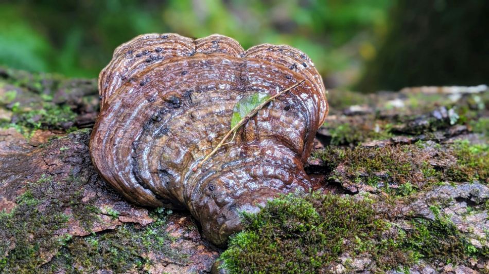 Ganoderma Lucidum : caractéristiques